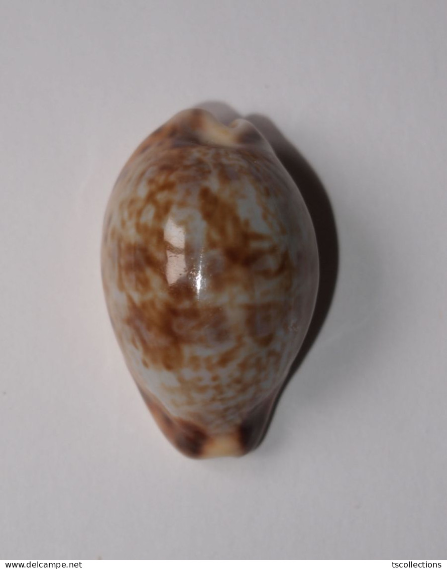 Cypraea Gambiensis - Conchiglie