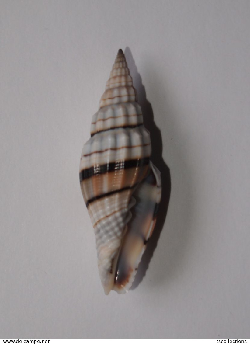 Vexillum Balteolatum - Seashells & Snail-shells