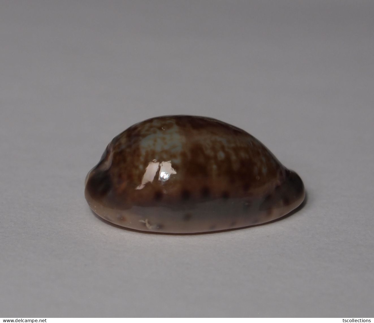 Cypraea Zonaria - Schelpen