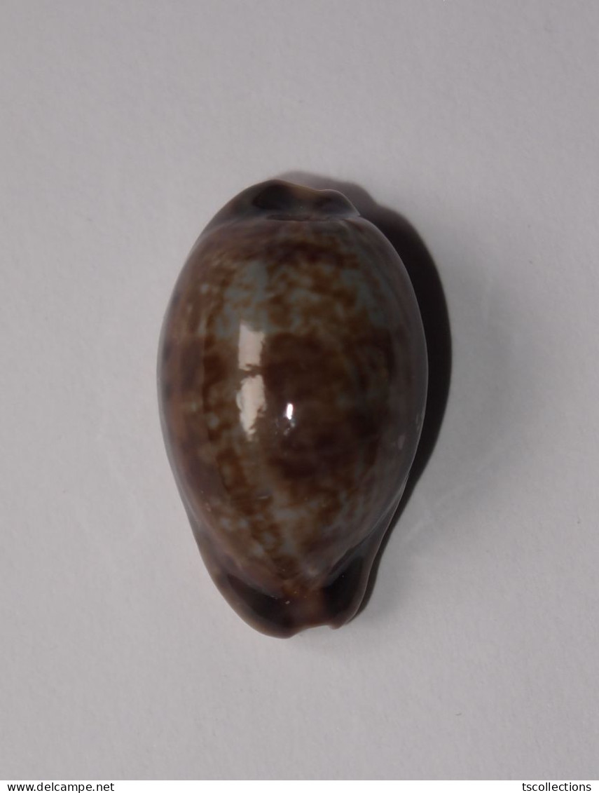 Cypraea Zonaria - Conchiglie