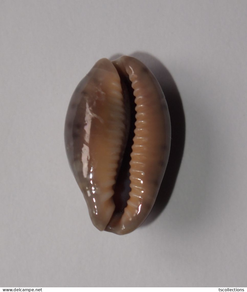 Cypraea Zonaria - Schelpen