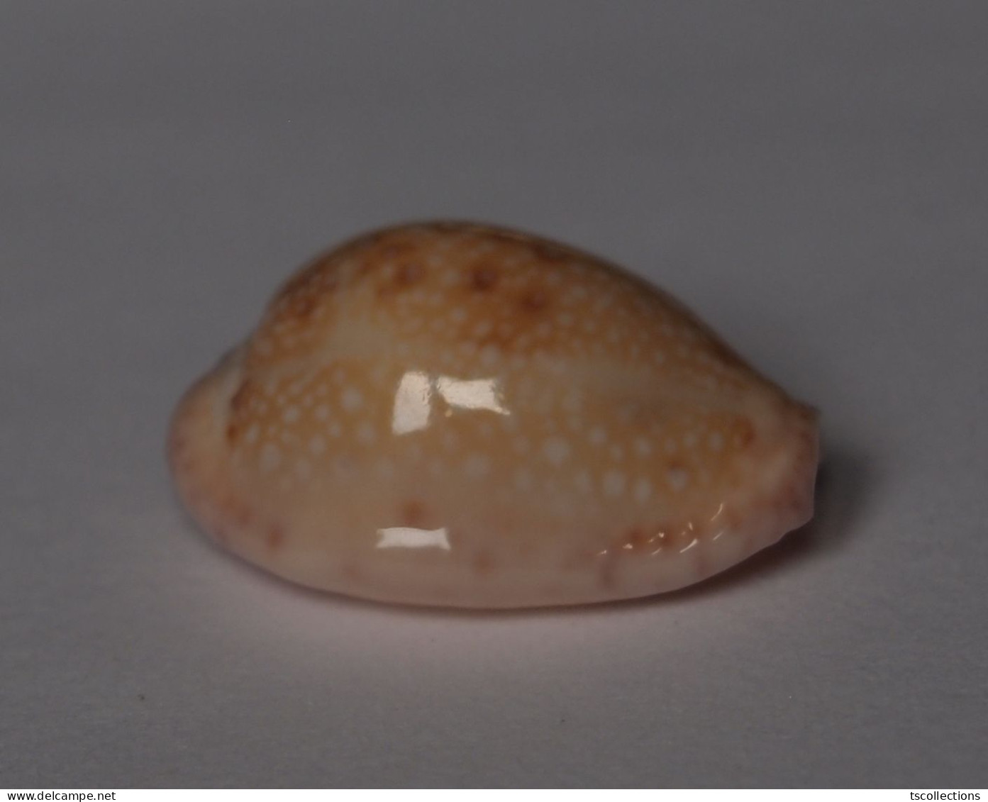 Cypraea Marginalis - Schelpen