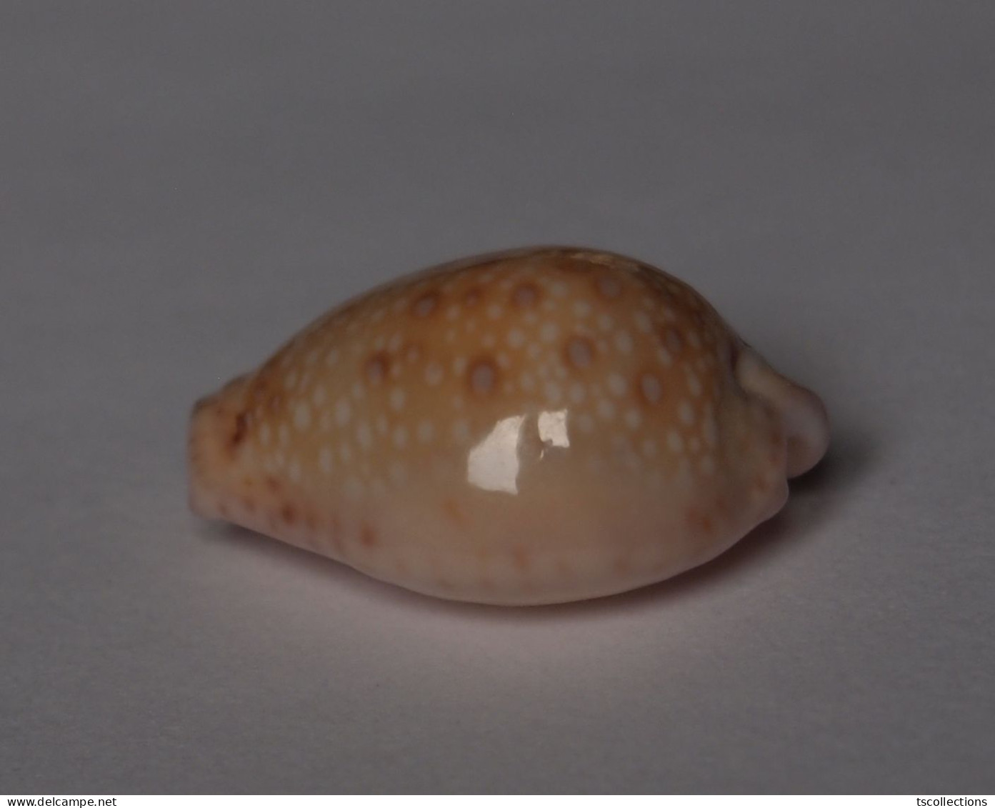 Cypraea Marginalis - Coquillages