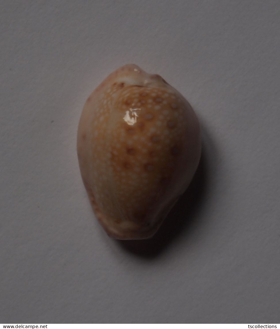 Cypraea Marginalis - Muscheln & Schnecken