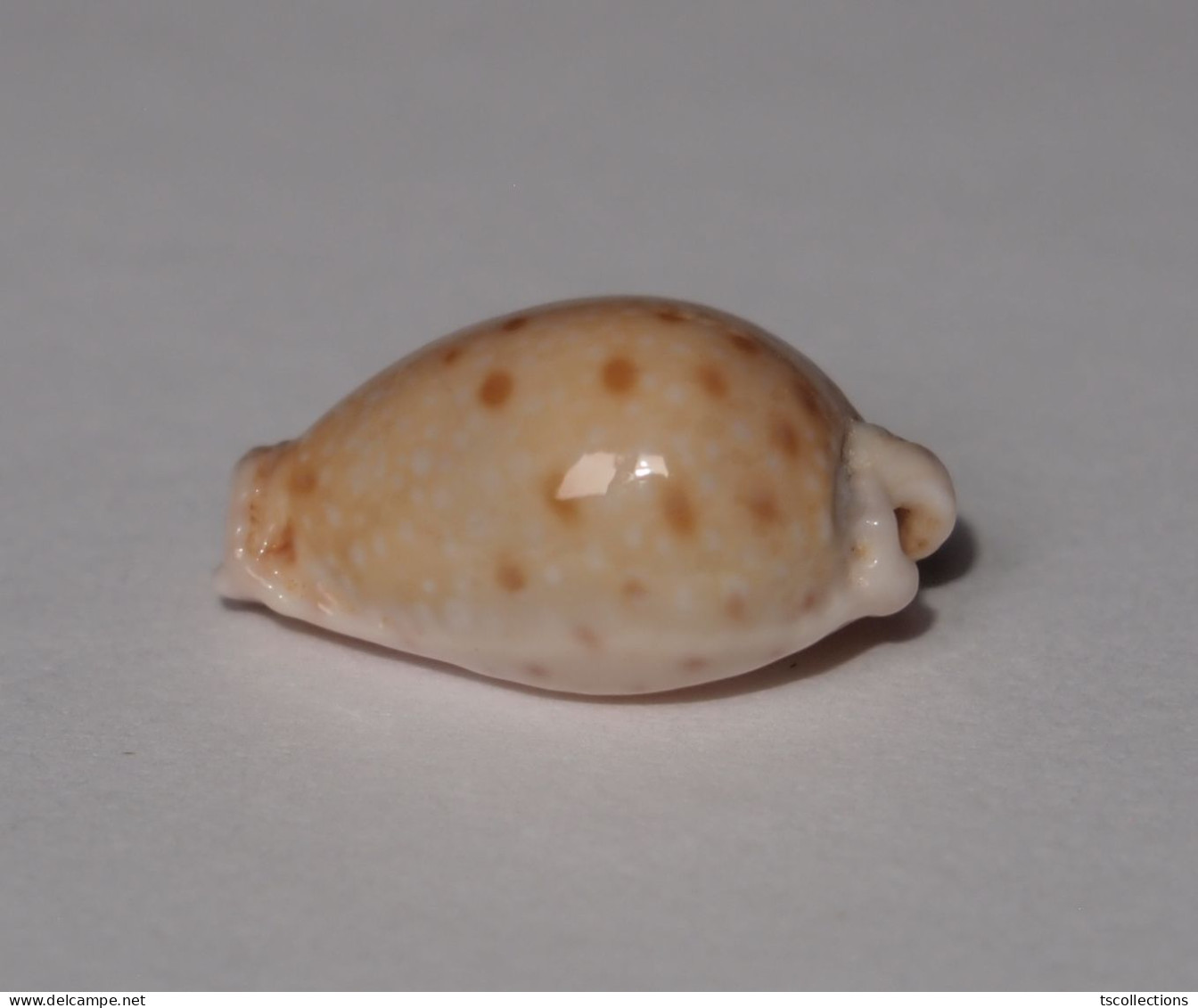 Cypraea Marginalis - Coquillages