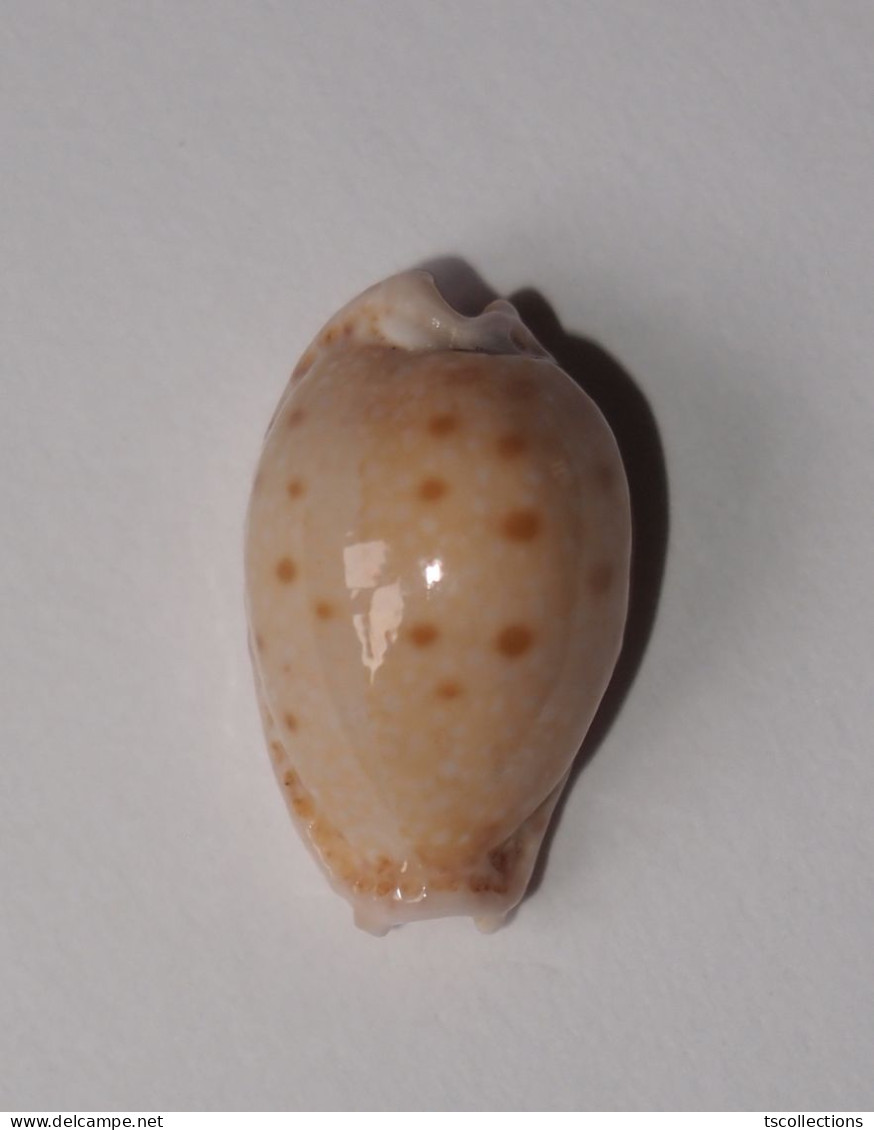 Cypraea Marginalis - Coquillages