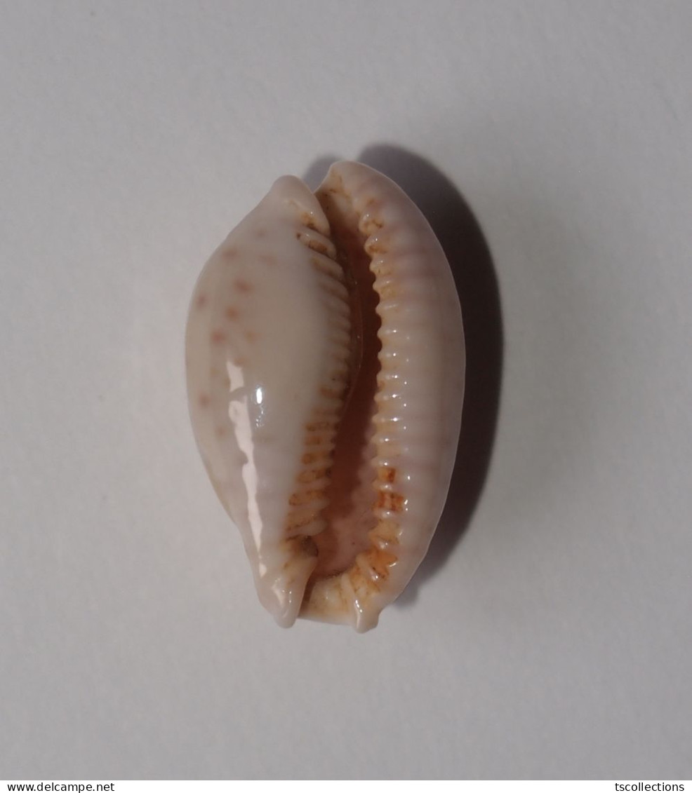 Cypraea Marginalis - Coquillages