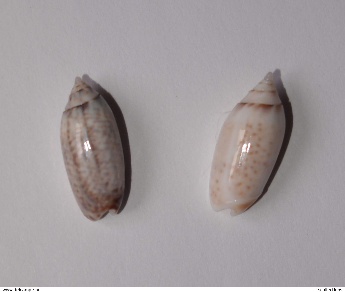 Oliva Australis - Coquillages