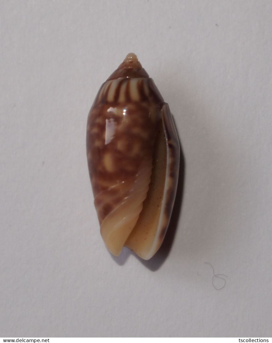 Oliva Parkinsoni - Seashells & Snail-shells