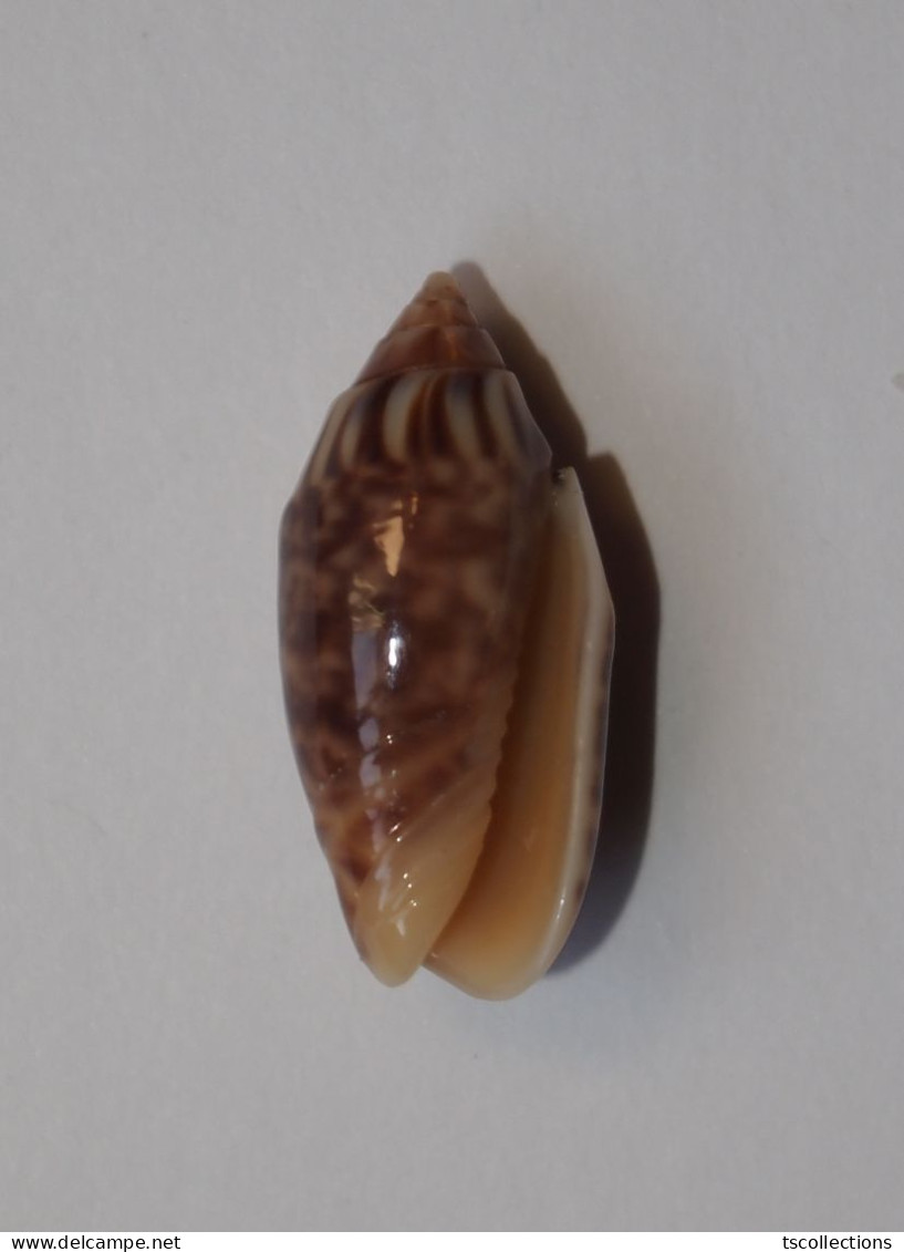 Oliva Parkinsoni - Coquillages