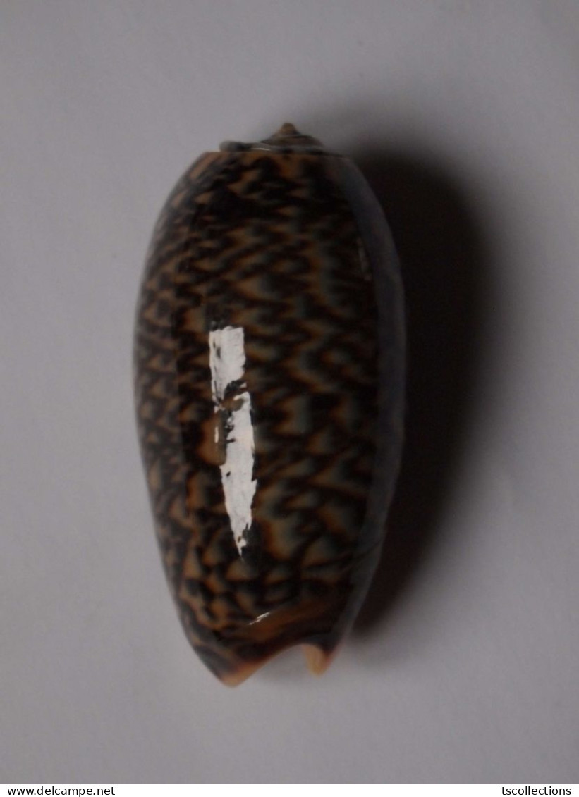 Oliva Elegans - Coquillages