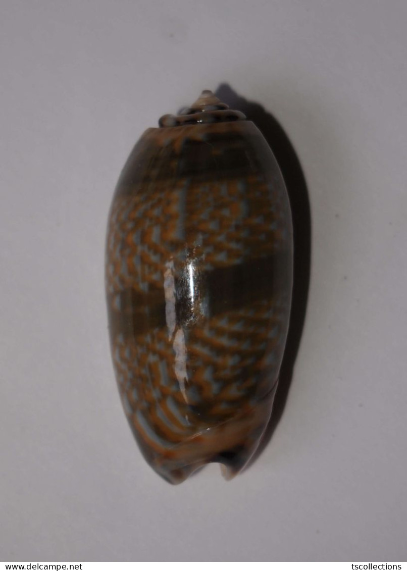 Oliva Tricolor - Seashells & Snail-shells
