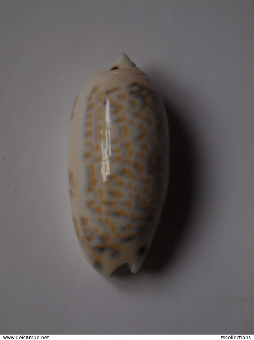 Oliva Tricolor Philanta - Coquillages