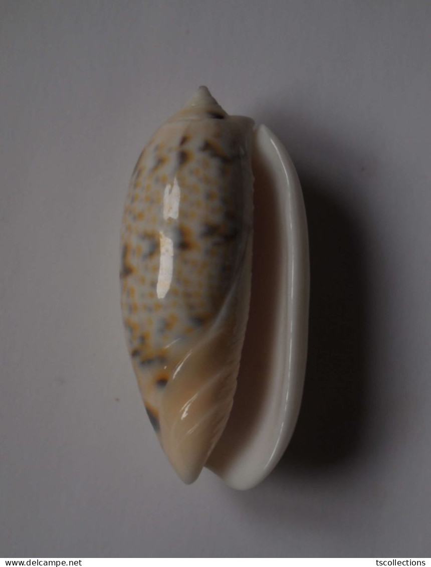 Oliva Tricolor Philanta - Seashells & Snail-shells