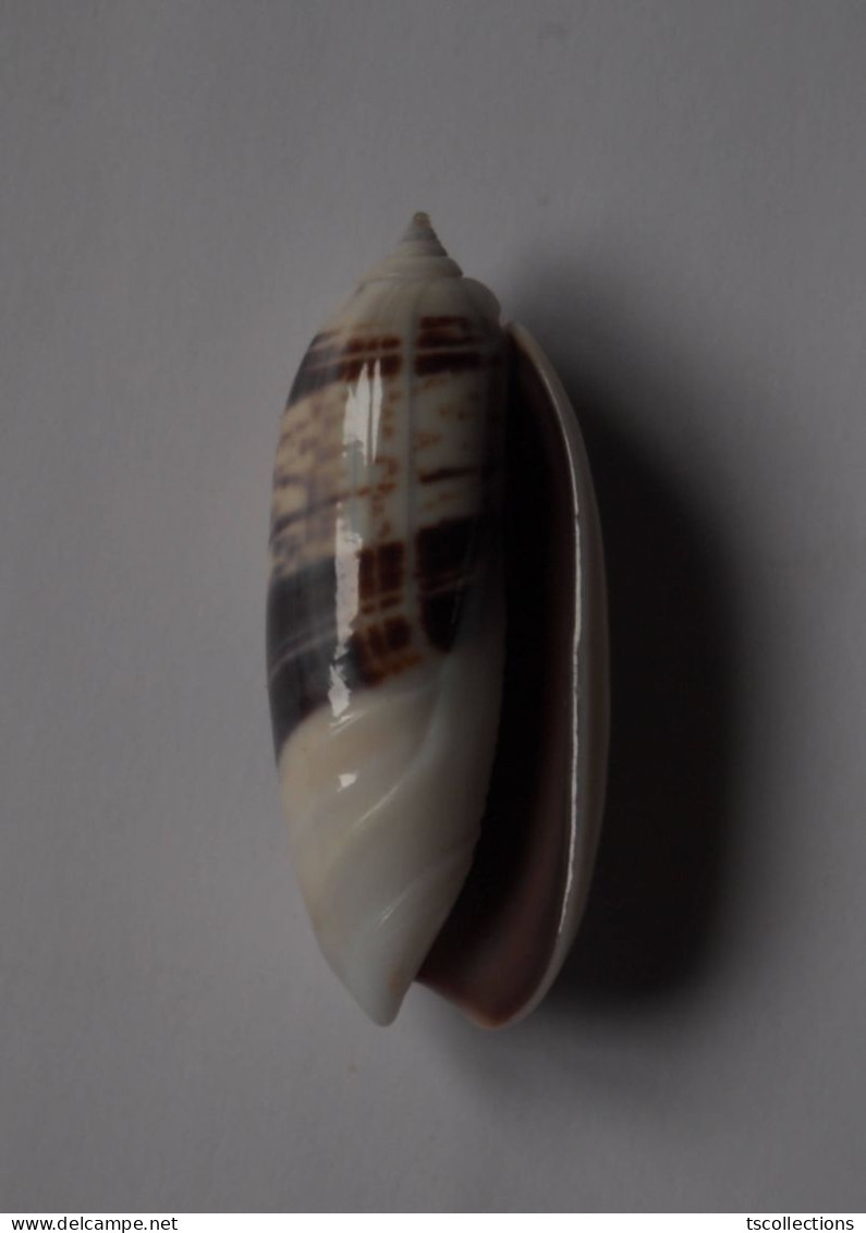 Oliva Taeniata - Seashells & Snail-shells