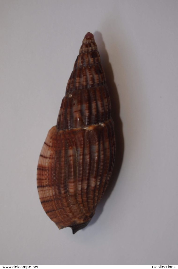Lyria Solangeae - Seashells & Snail-shells