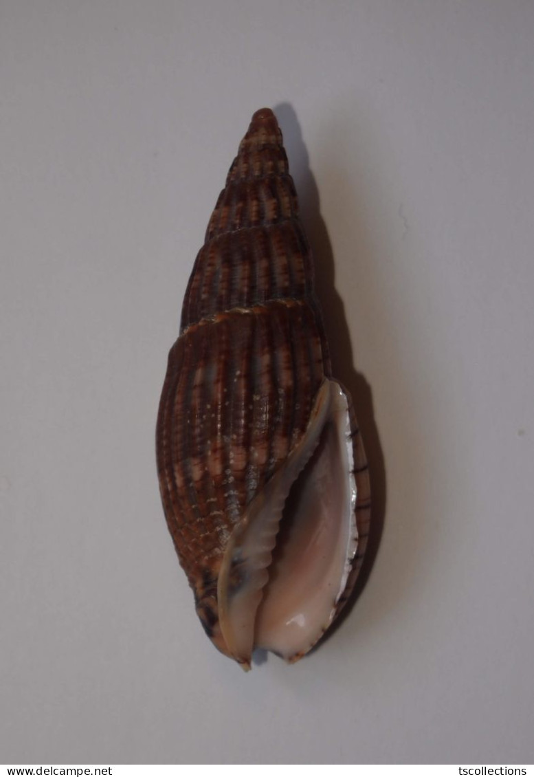 Lyria Solangeae - Seashells & Snail-shells