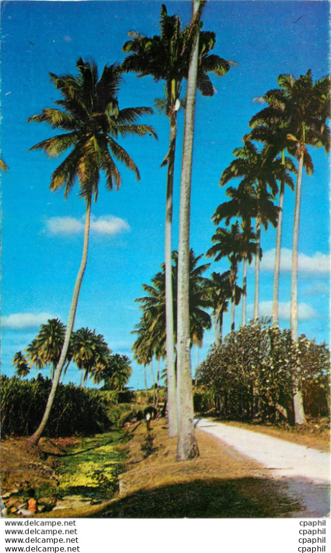 CPM Barbados Country Scene - Barbados