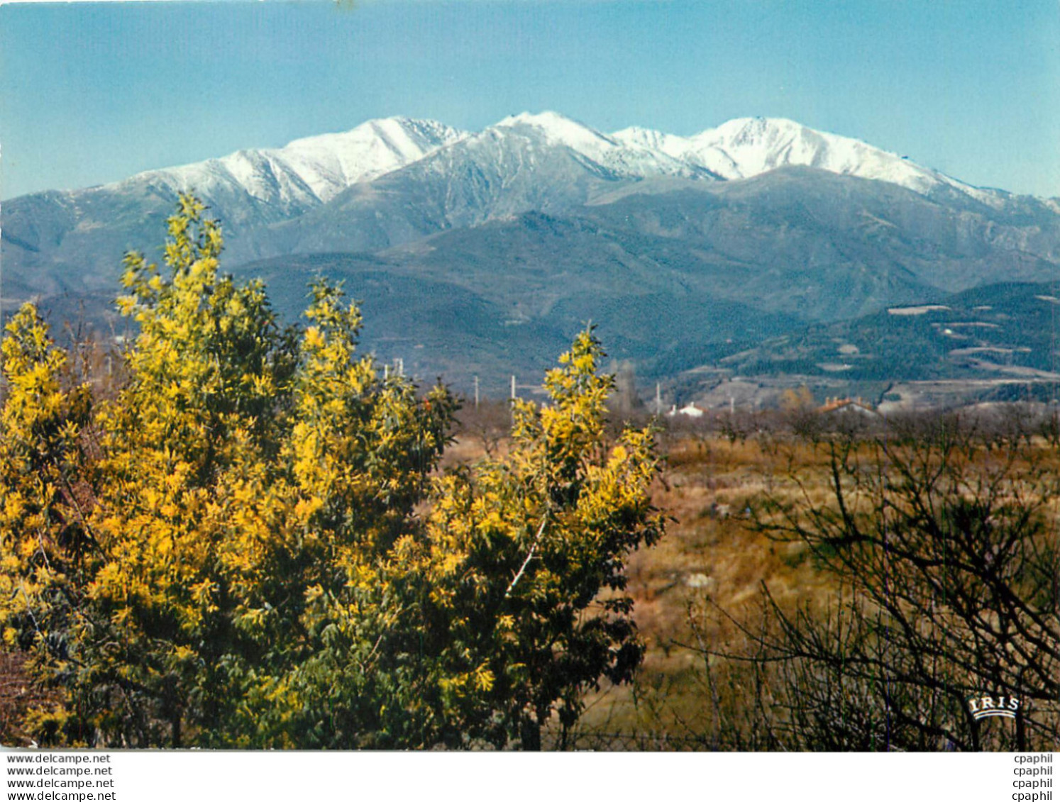 CPM En Roussillon Le Canigou Et Les Mimosas En Fleurs Alt 2785 M - Roussillon