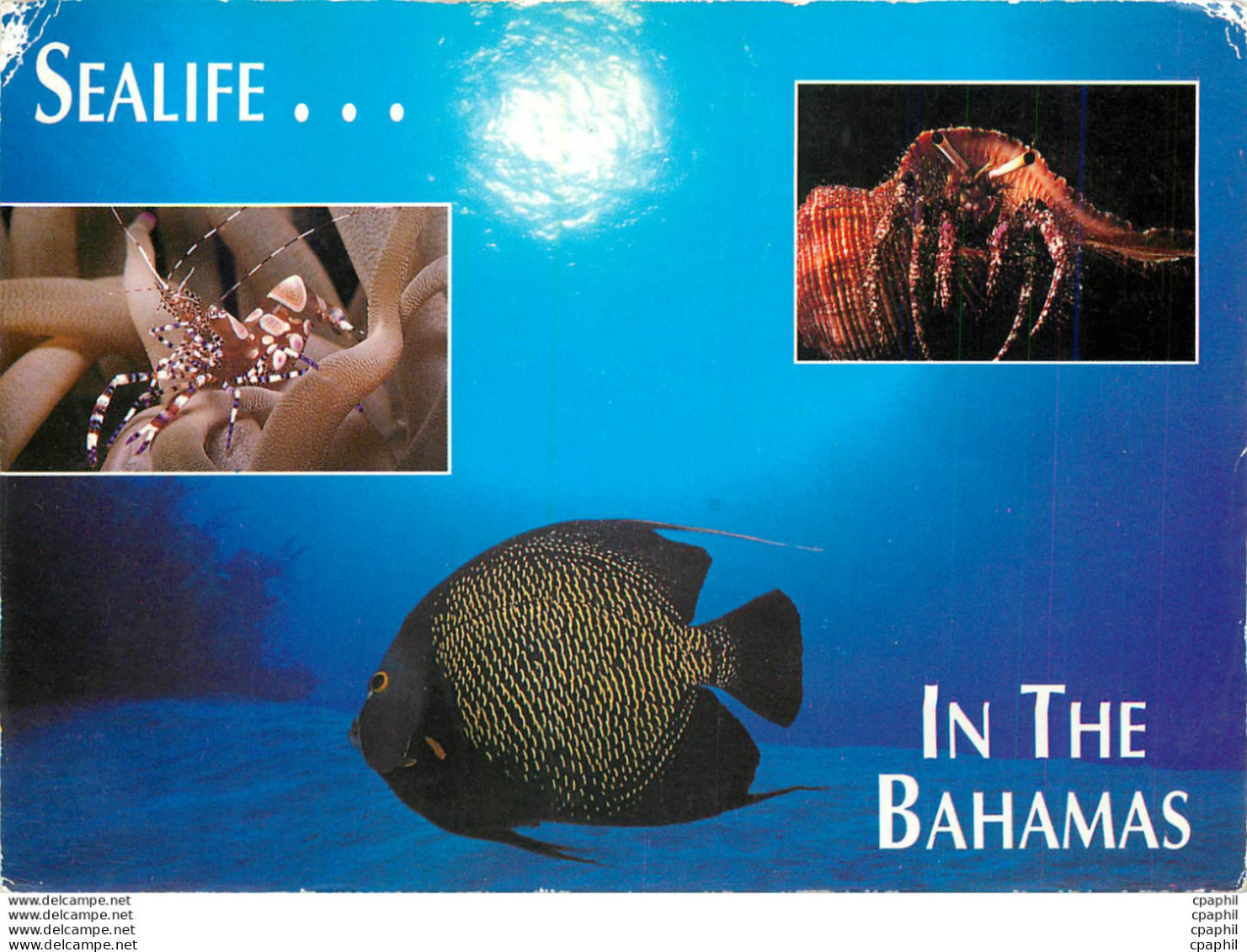 CPM Sealife In The Bahamas - Bahamas