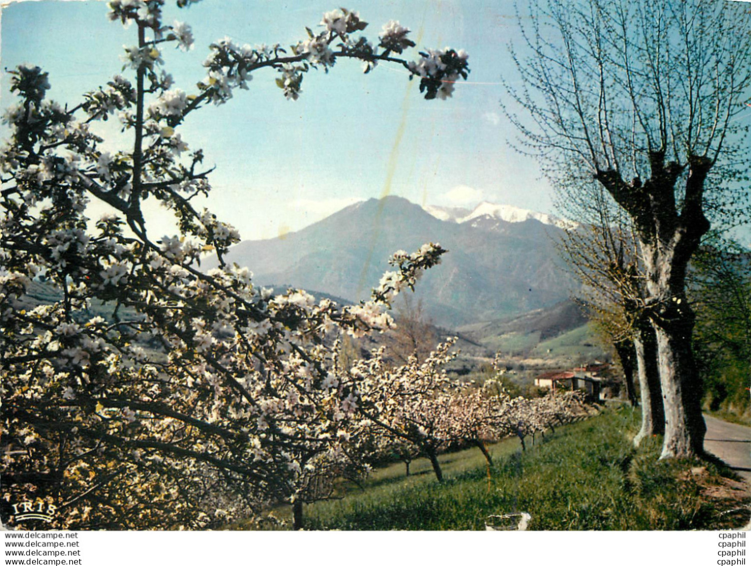 CPM Le Massif Du Canigou Au Printemps - Midi-Pyrénées