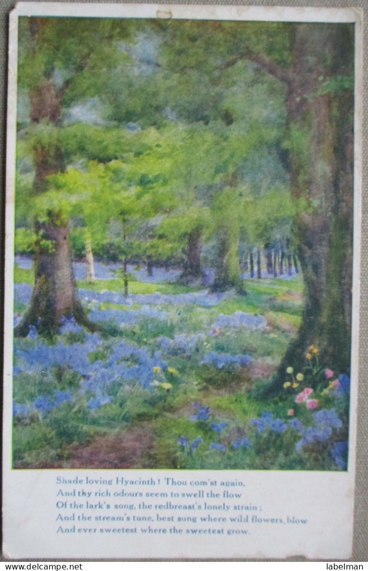 ENGLAND UK UNITED KINGDOM WOODLAND FLORA PILKINGTON KARTE CARD POSTCARD CARTOLINA CARTE POSTALE ANSICHTSKARTE POSTKARTE - Selkirkshire