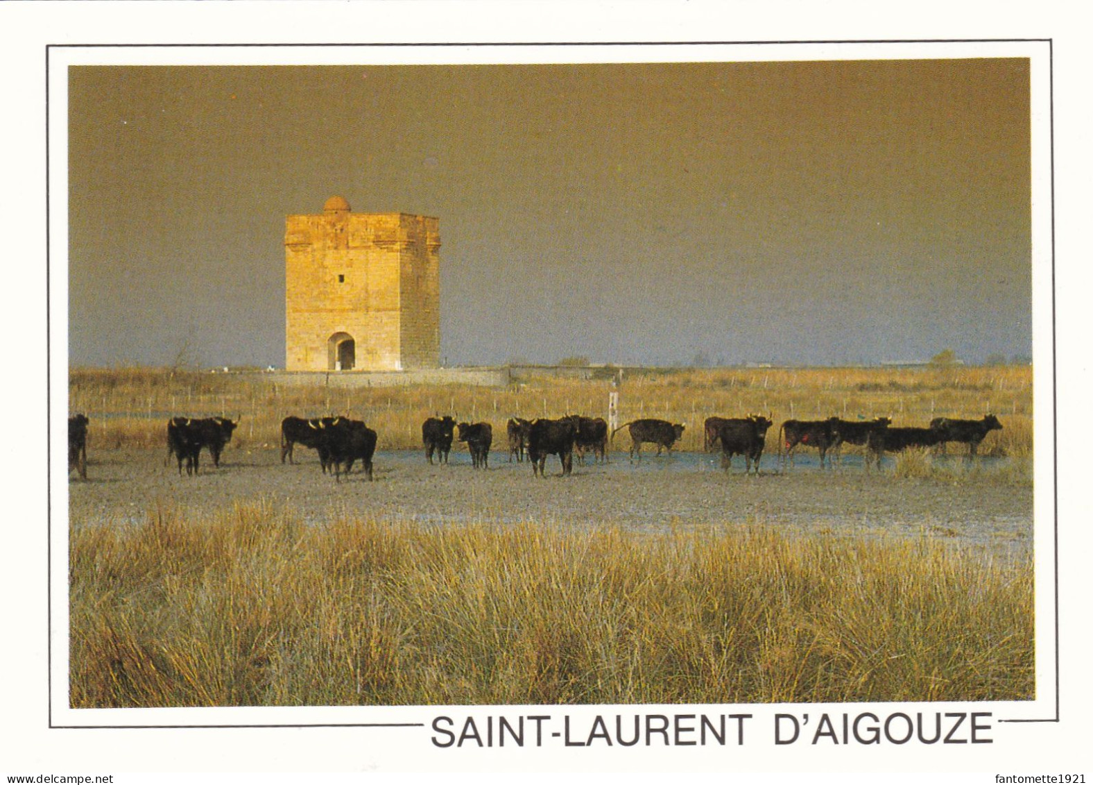 TAUREAUX AUX ABORDS DE LA TOUR CARBONNIERE ST LAURENT D'AIGOUZE (dil107) - Stiere