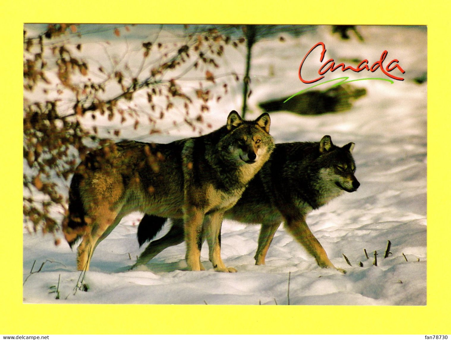 Canada - Le Loup Canadien (Canus Lupus) The Timber Wolf - Frais Du Site Déduits - Cartes Modernes