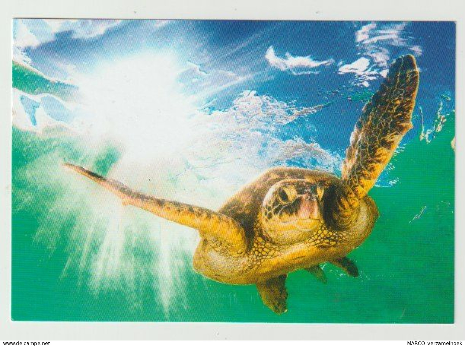 Ansichtkaart-postcard WWAR World Wide Animal Rescue (NL) Sea Turtle - Tortugas
