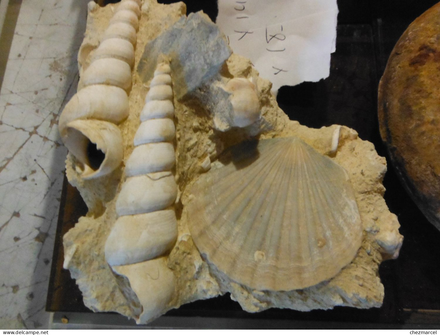 Belle Composition De Pecten Et Escargots Sur Terre 13x14x18 - Fossils