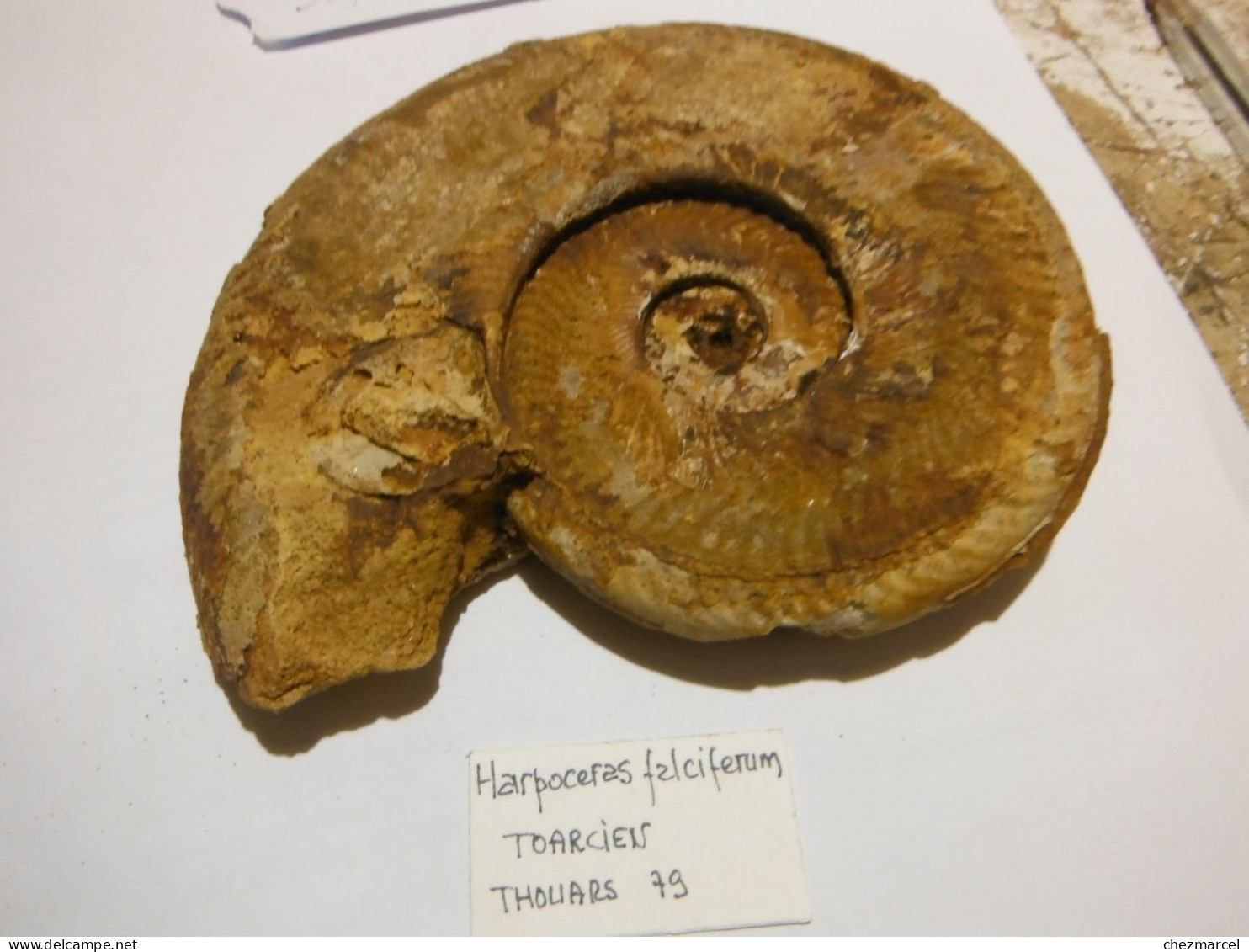 Harpoceras Falciferum Toarcien Thouars 79  15x13 - Fossils