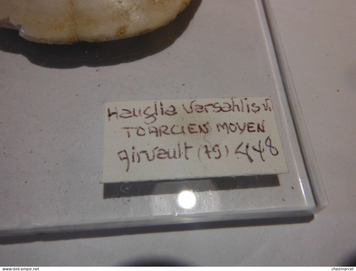 Hauglia Varsahlisvi(oursin)  Toarcien Moyen- Airvault 79  8x8 - Fossils