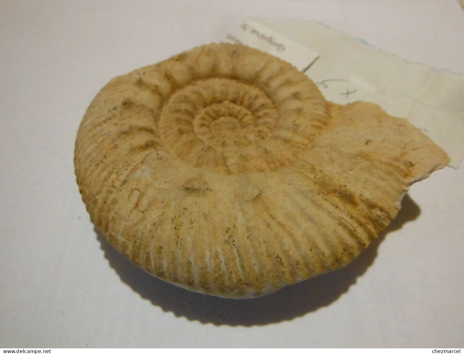 Reineckeia Anceps- Pamproux 79  11x9 - Fossilien