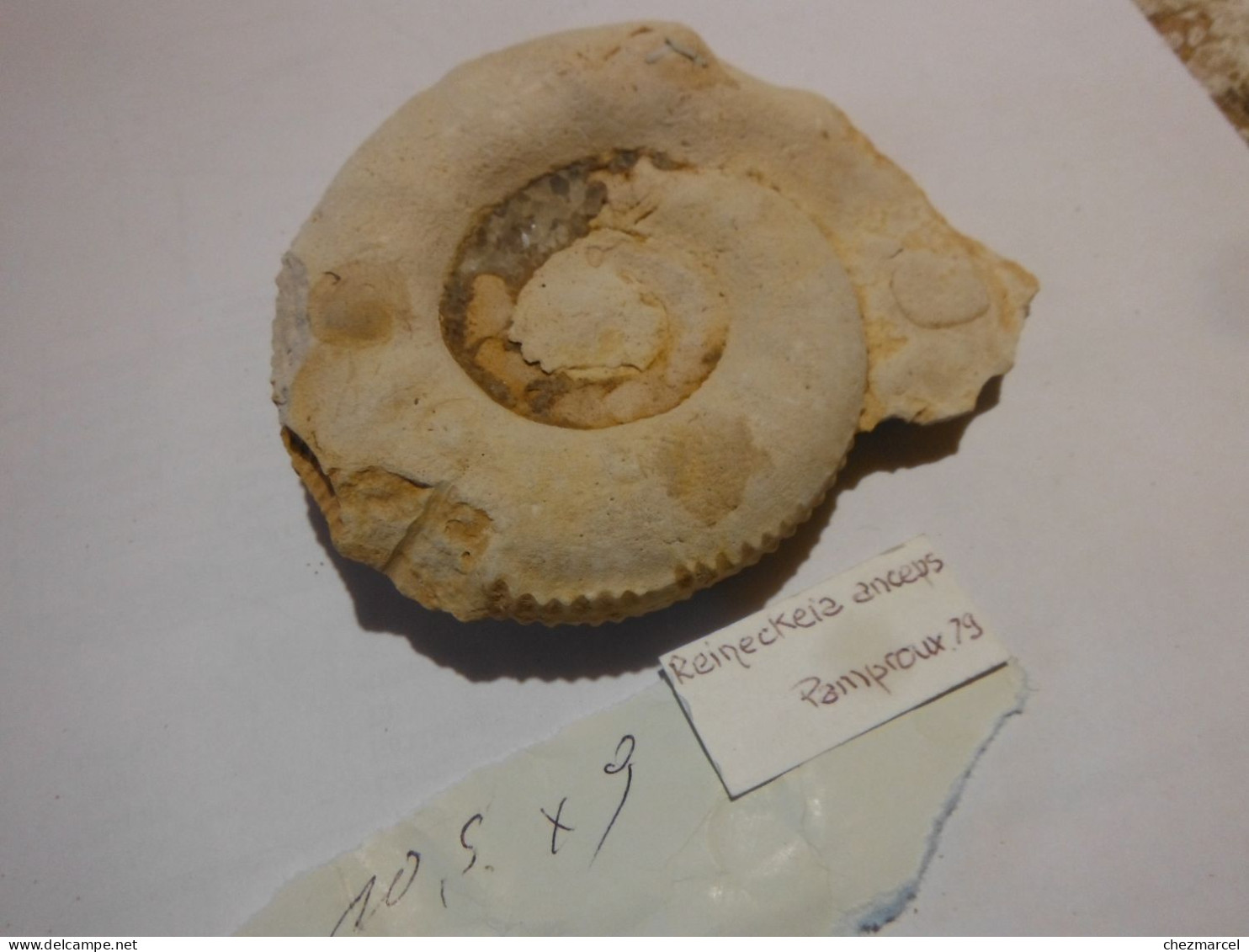 Reineckeia Anceps- Pamproux 79  11x9 - Fossilien