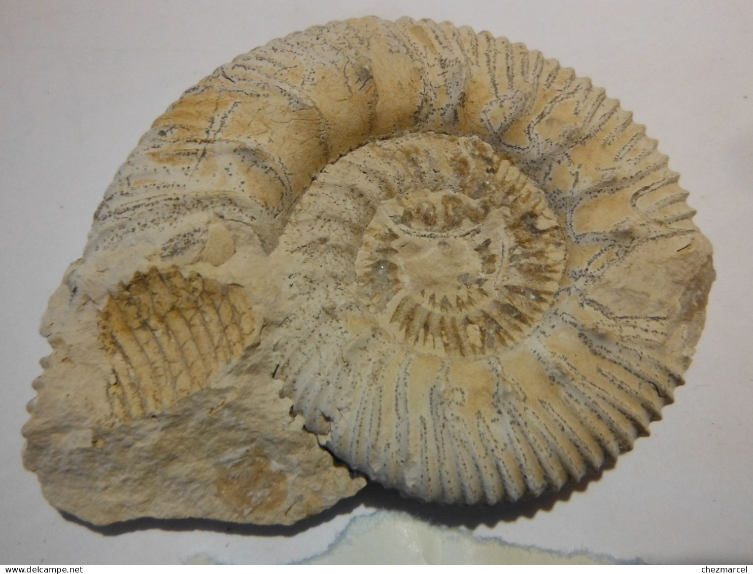 Reineckeia Anceps- Pamproux 79  11x9 - Fossils