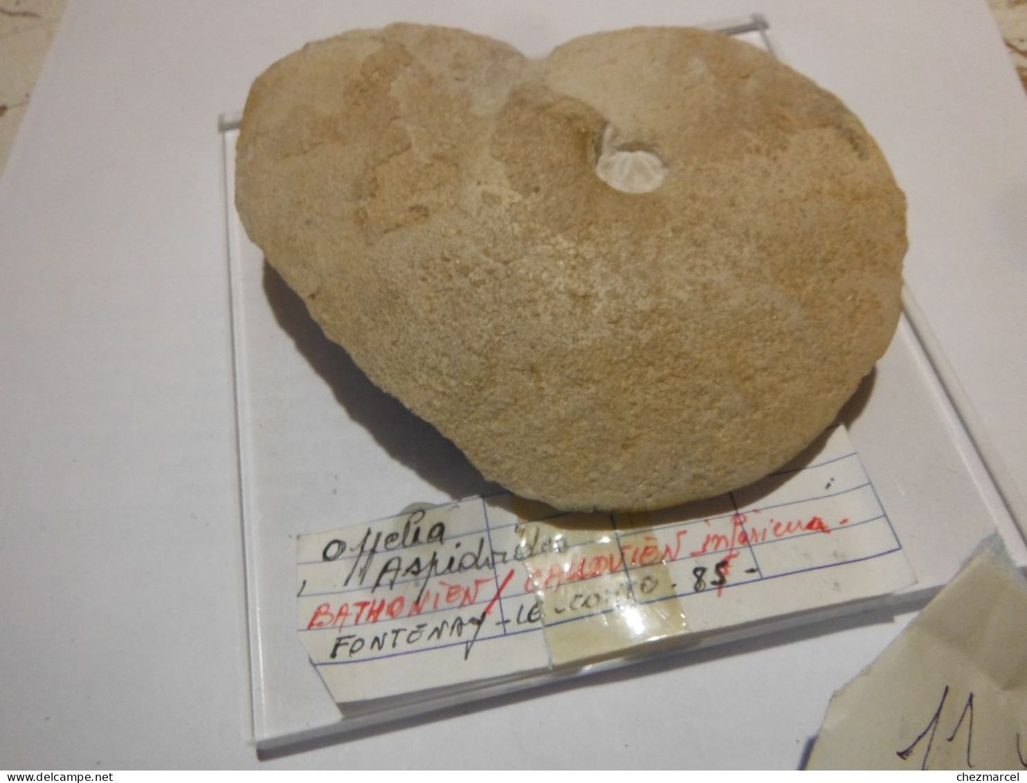 Oppelia  Aspidoides -bathonien/fontenay Le Comte 85 -11x0 - Fossils