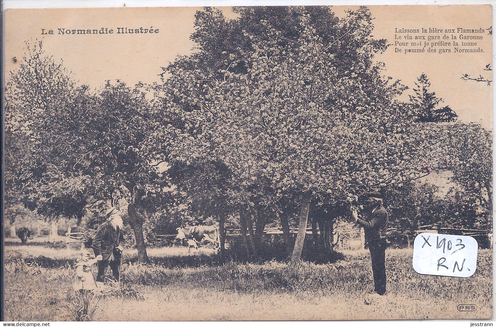 NORMANDIE- LES POMMIERS DE NORMANDIE - Basse-Normandie