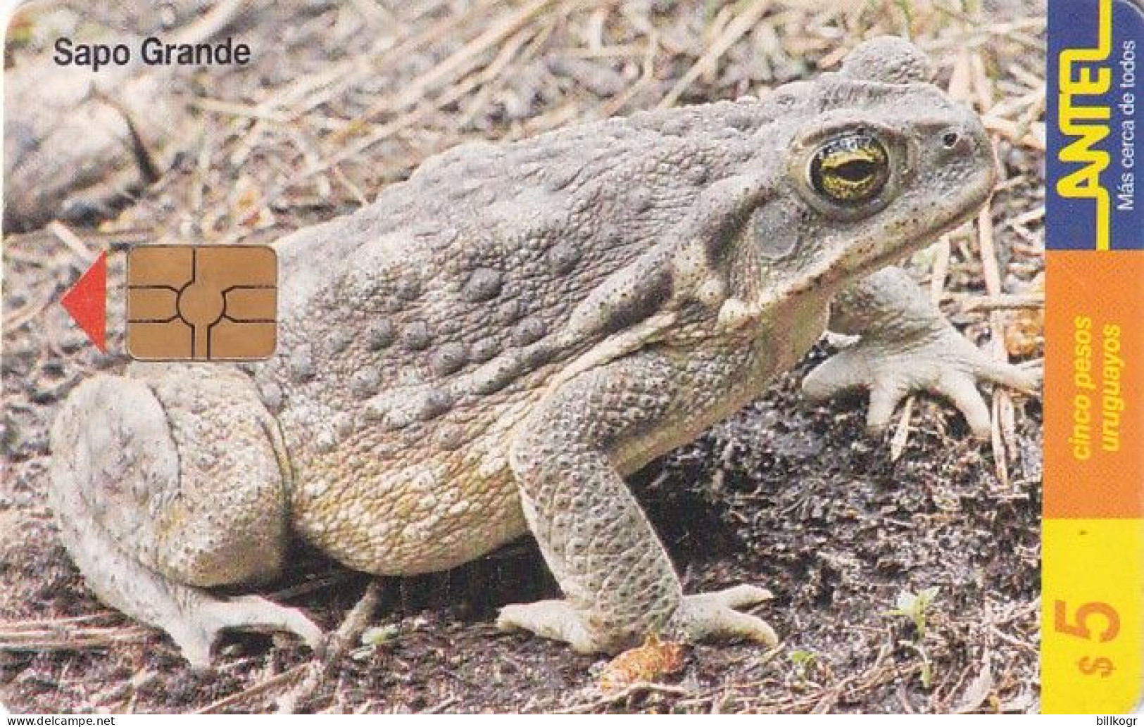 URUGUAY - Frog, Sapo Grande(102a), 02/00, Used - Other & Unclassified