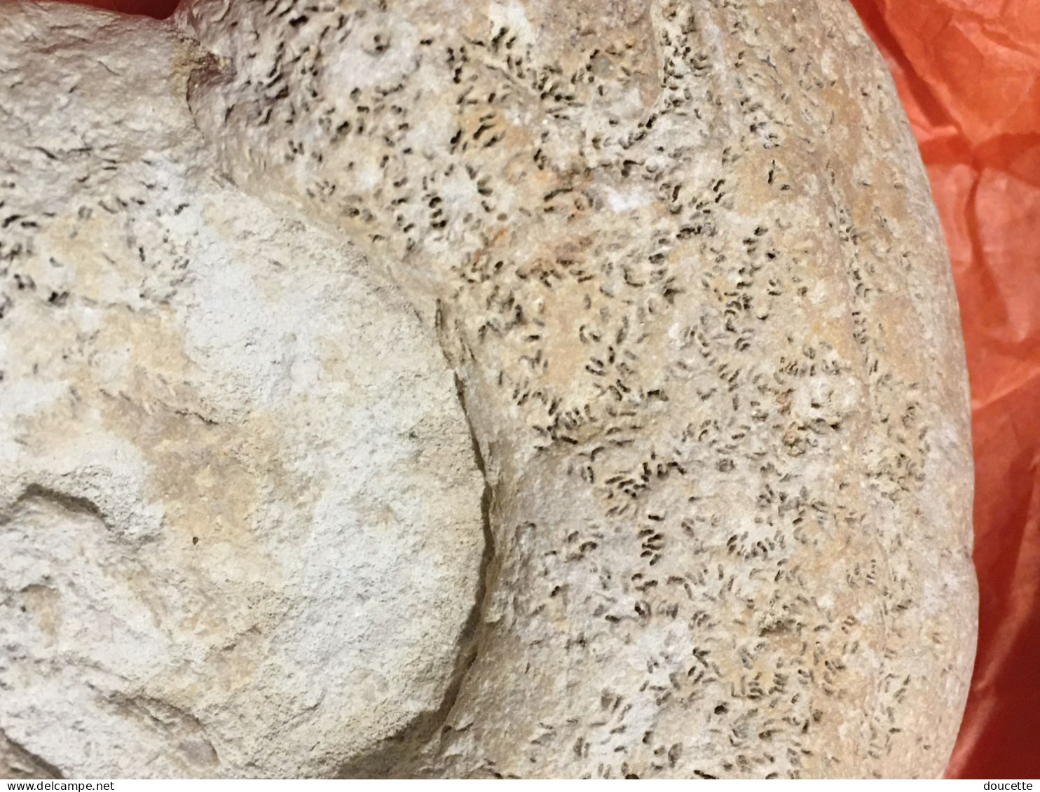 Ammonite Fossilisée - Fossielen