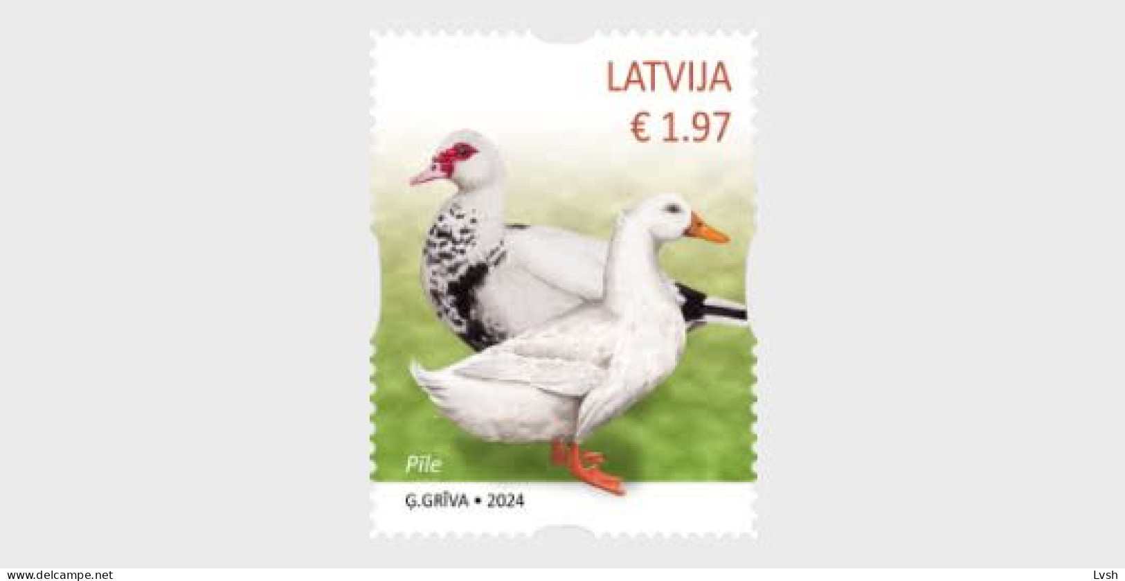 Latvia.2024.Domestic Animals.(Duck).1 V. ** .(Self-adhesive Stamp). - Lettonie