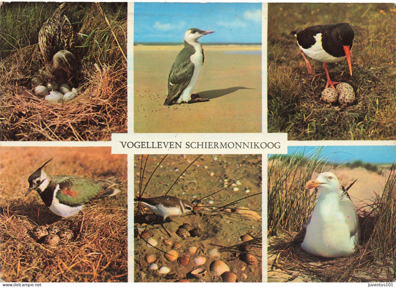 CPSM Vogelleven Schiermonnikoog-Multivues-Timbre-RARE       L2601 - Schiermonnikoog