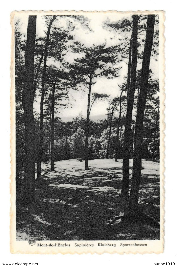 Mont De L' Enclus Sapinières Kluisberg Photocarte Cachet 1955 Orroir Htje - Kluisbergen