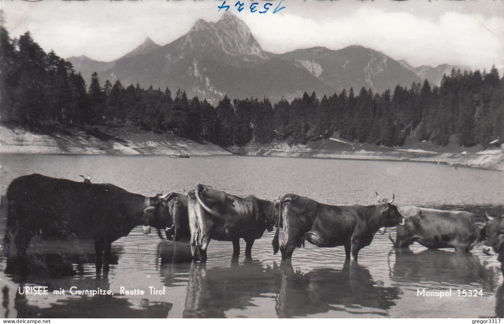 E3179) URISEE Mit Gernspitze - REUTTE - Tirol  Kühe Rinder Im Wasser ALT! - Reutte