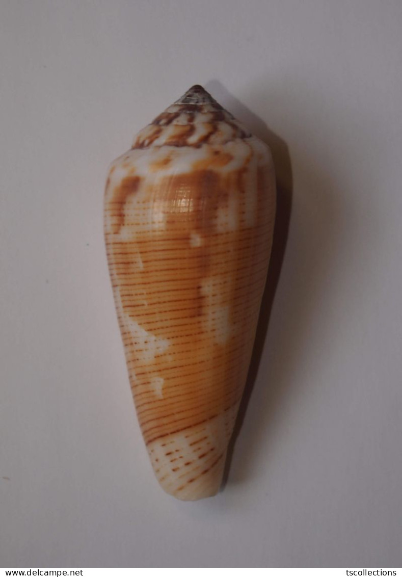 Conus Magus - Coquillages