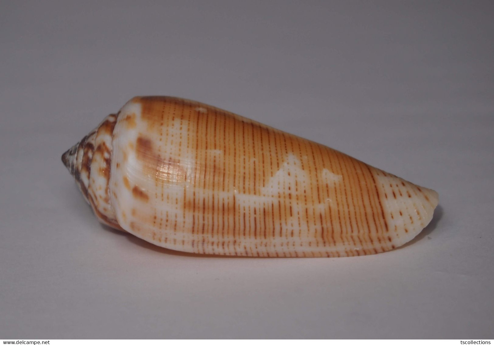 Conus Magus - Seashells & Snail-shells