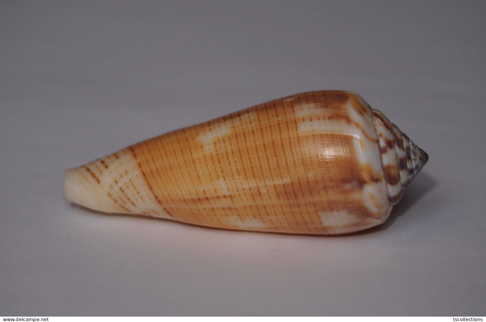 Conus Magus - Coquillages