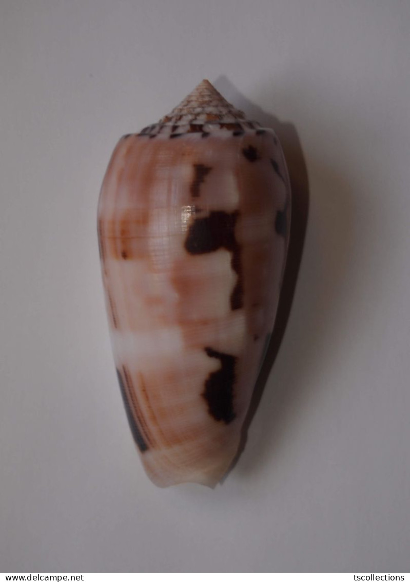 Conus Chusaki - Coquillages