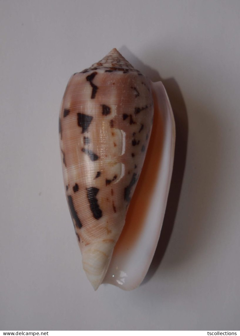 Conus Chusaki - Seashells & Snail-shells