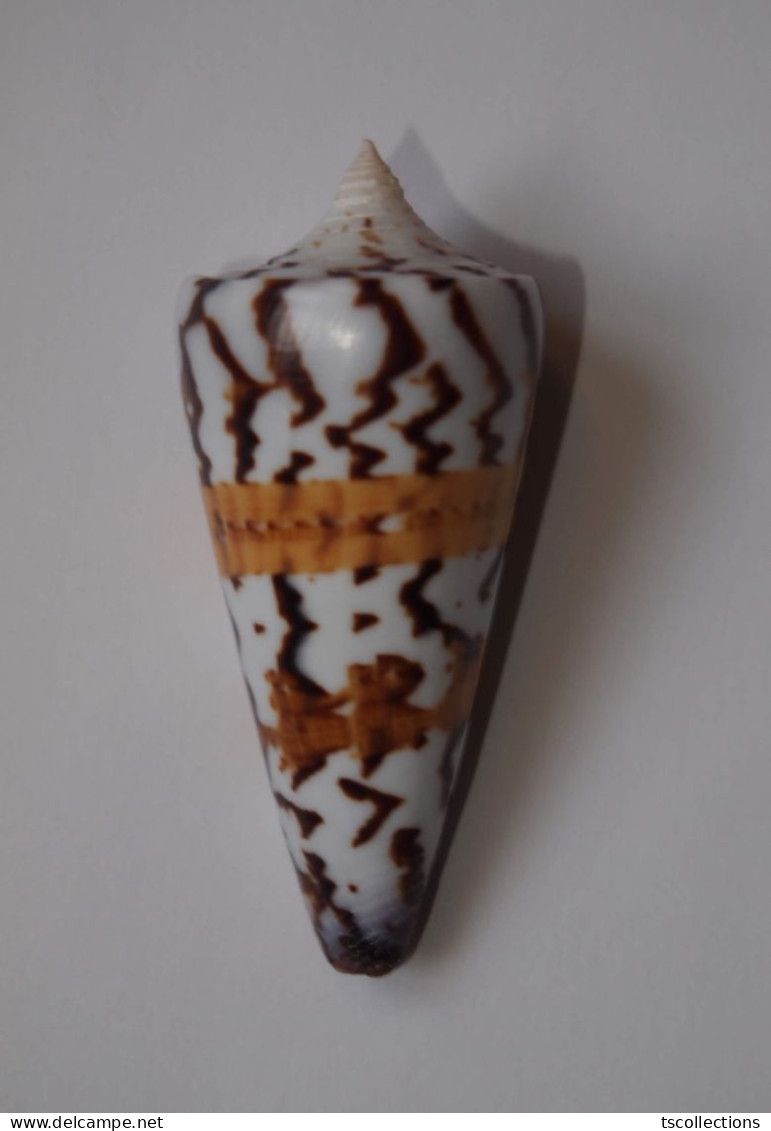 Conus Generalis - Schelpen