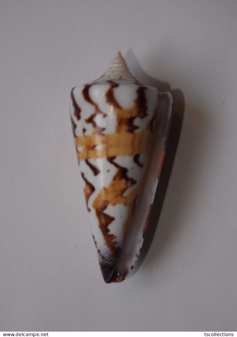 Conus Generalis - Coquillages